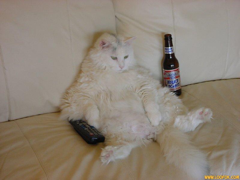 CHAT CUVANT.jpg